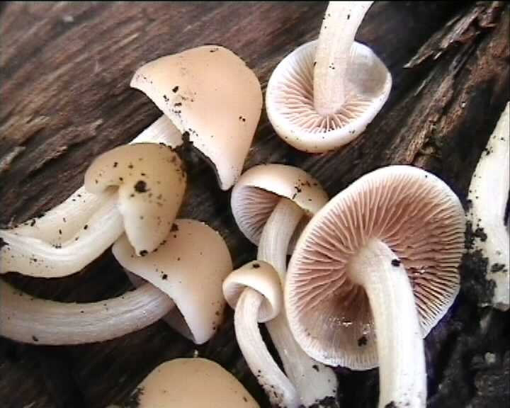 Psathyrella cernua   ( Vahl.:Fr. )  Hirsch